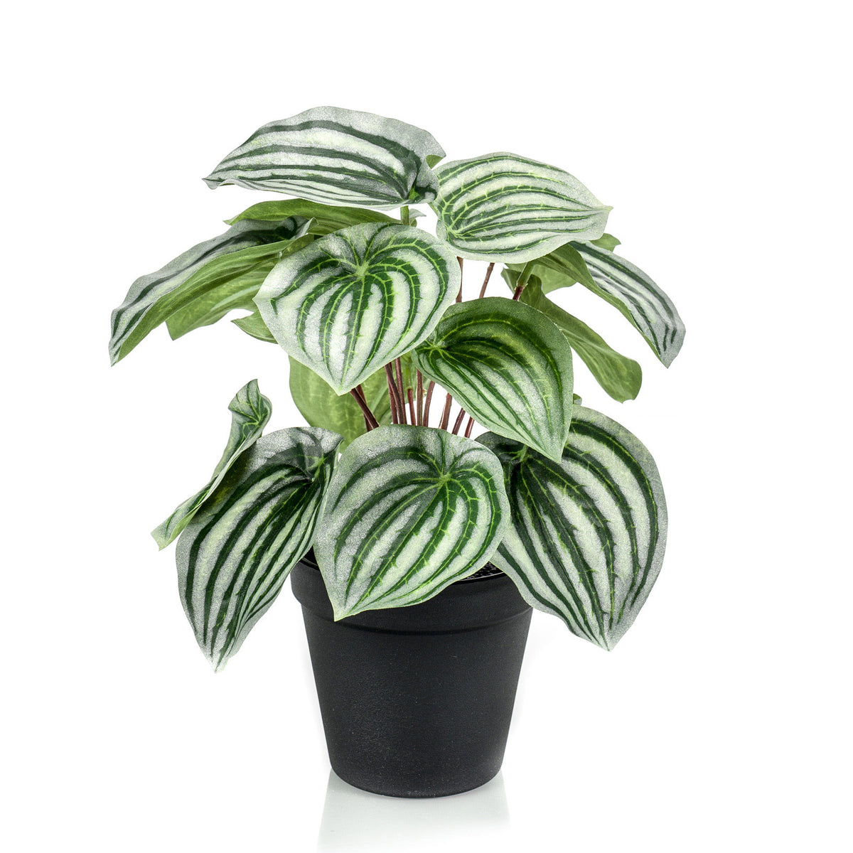 Artificial plant Watermelon Peperomia Peperomia incl. decorative black pot