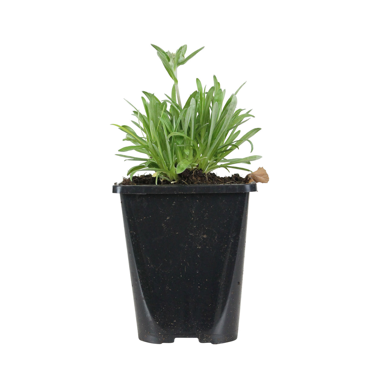 Edelweiss Leontopodium alpinum - Organic white - Hardy plant