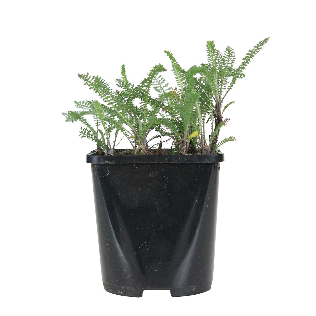 Yarrow Achillea millefolium 'Pretty Belinda' - Organic pink - Hardy plant