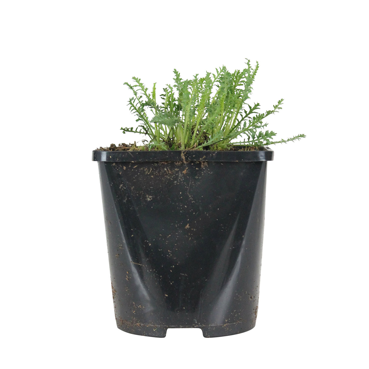 Yarrow Achillea 'Walther Funcke' - Organic orange - Hardy plant