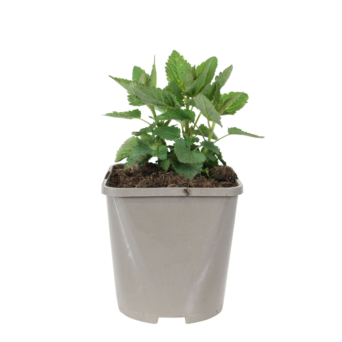 Giant hyssop Agastache 'Blue Fortune' - Organic violet blue - Hardy plant