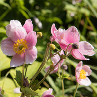 Autumn anemone Anemone 'September Charm' - Organic pink - Hardy plant