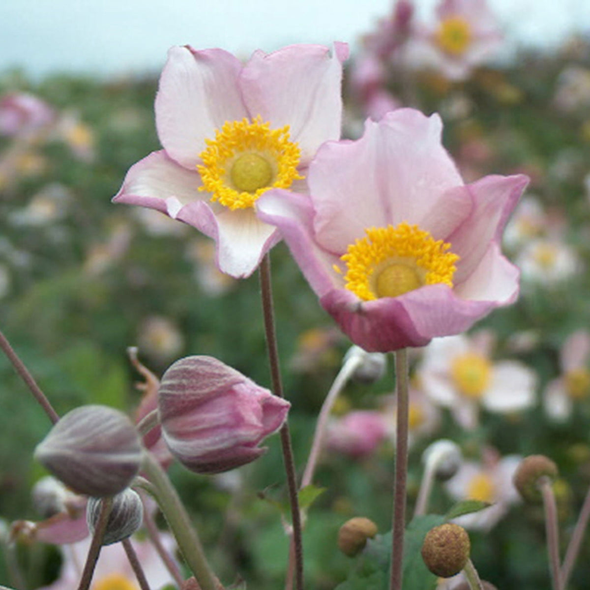 Autumn anemone Anemone 'Robustissima' - Organic pink - Hardy plant