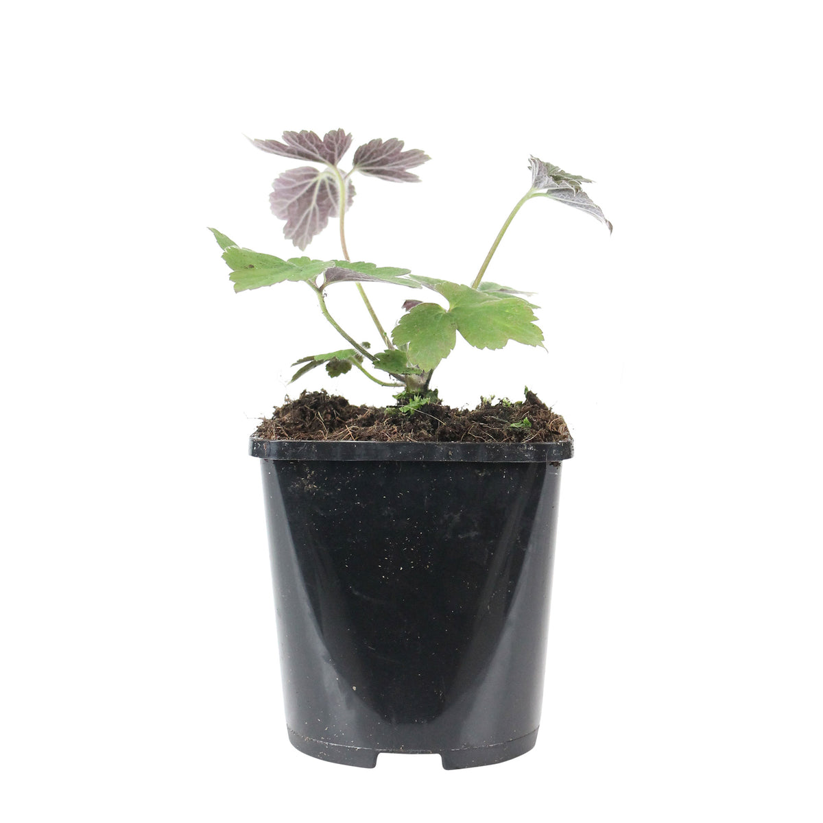 Autumn anemone Anemone 'Robustissima' - Organic pink - Hardy plant