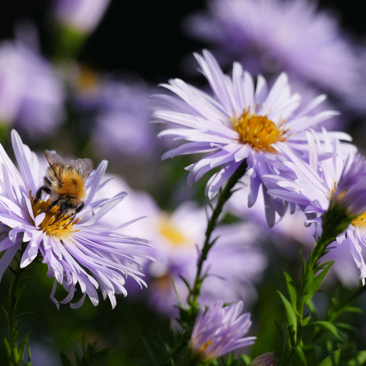 Autumn aster ageratoides 'Asran' Purple-Yellow - Bio - Hardy plant