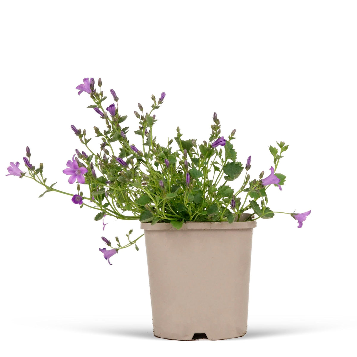 Serbian bellflower Campanula portenschlagiana - violet-blue - organic