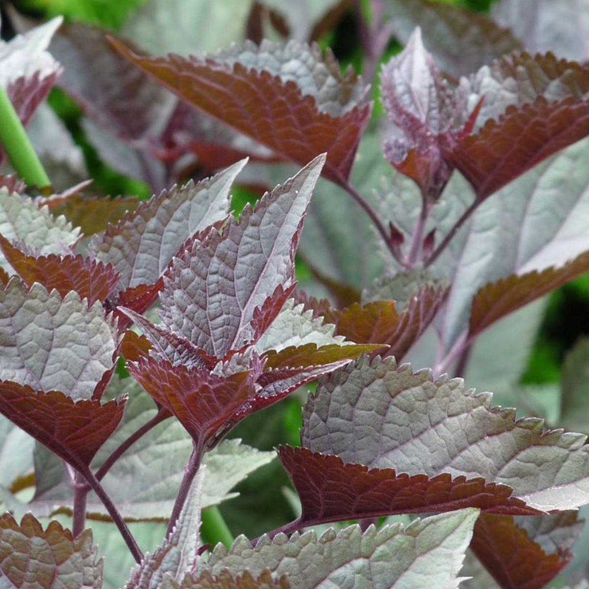 Hemp agrimony Eupatorium 'Chocolate' - Organic brown-white - Hardy plant