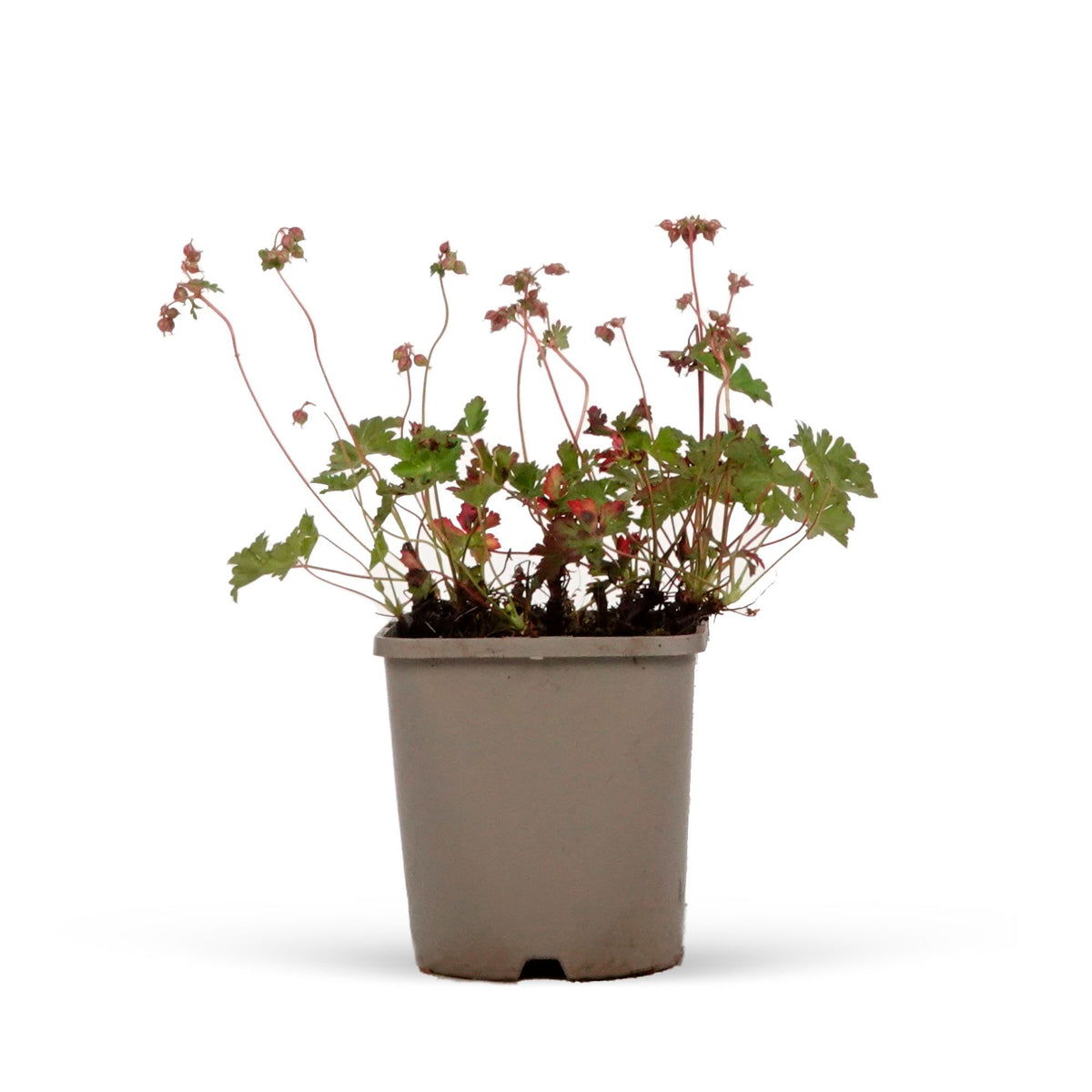 Cranesbill Geranium 'Biokovo' White-Pink - Bio - Hardy plant