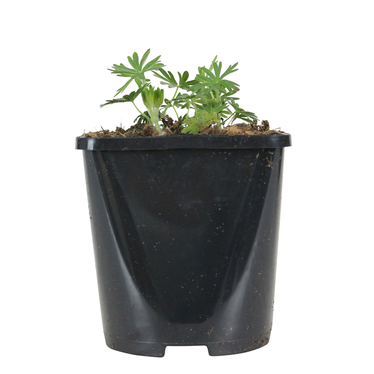 Bloody geranium Geranium sanguineum - Organic pink - Hardy plant