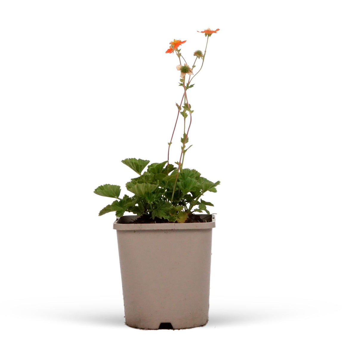 Avens Geum 'Borisii' - Organic orange - Hardy plant