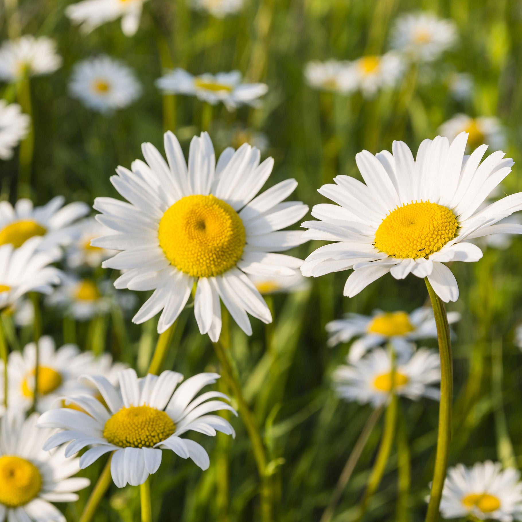 Daisy Leucanthemum 'Maikoningin' - Organic white-yellow - Hardy plant