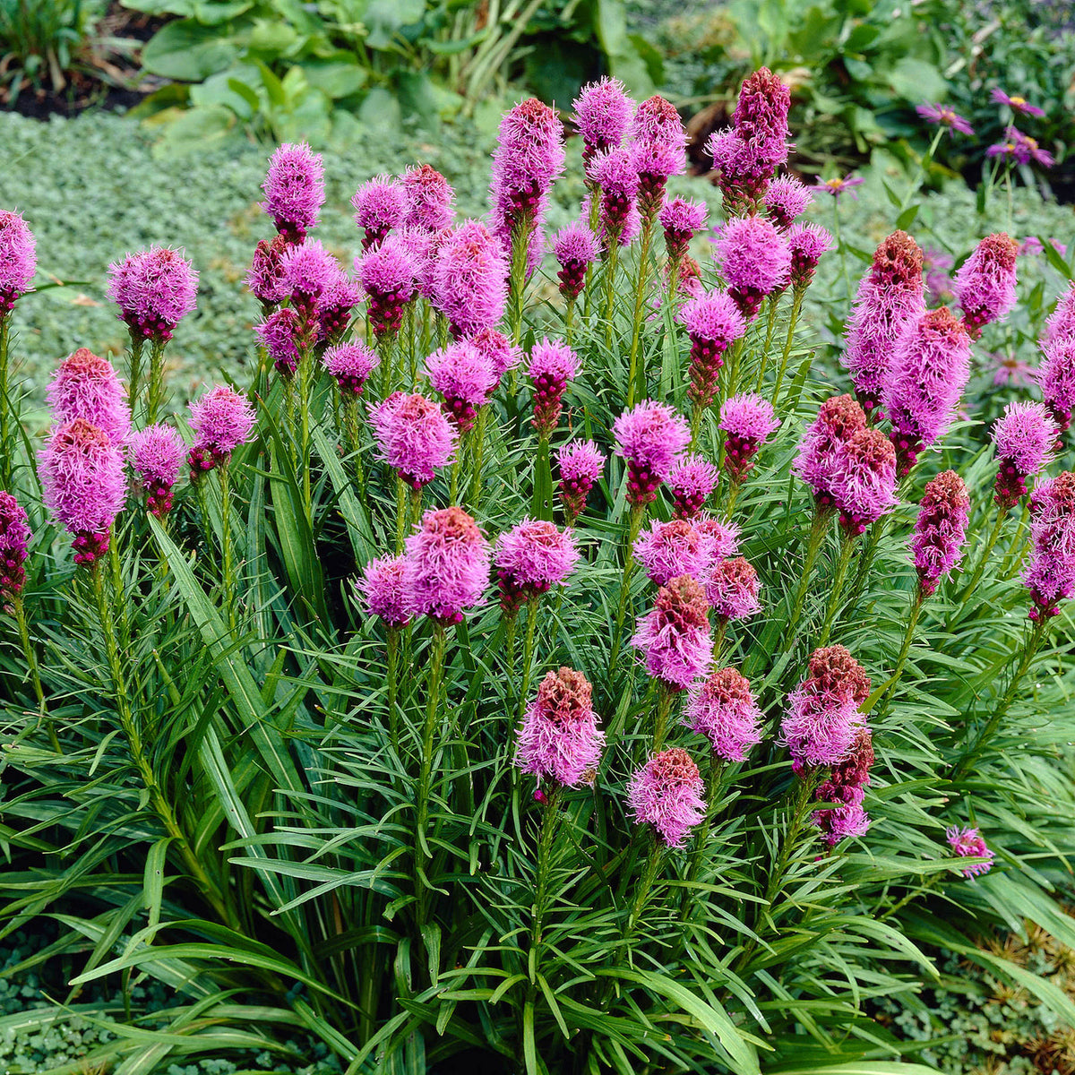 Dense blazing star Liatris spicata 'Kobold' - Organic purple - Hardy plant