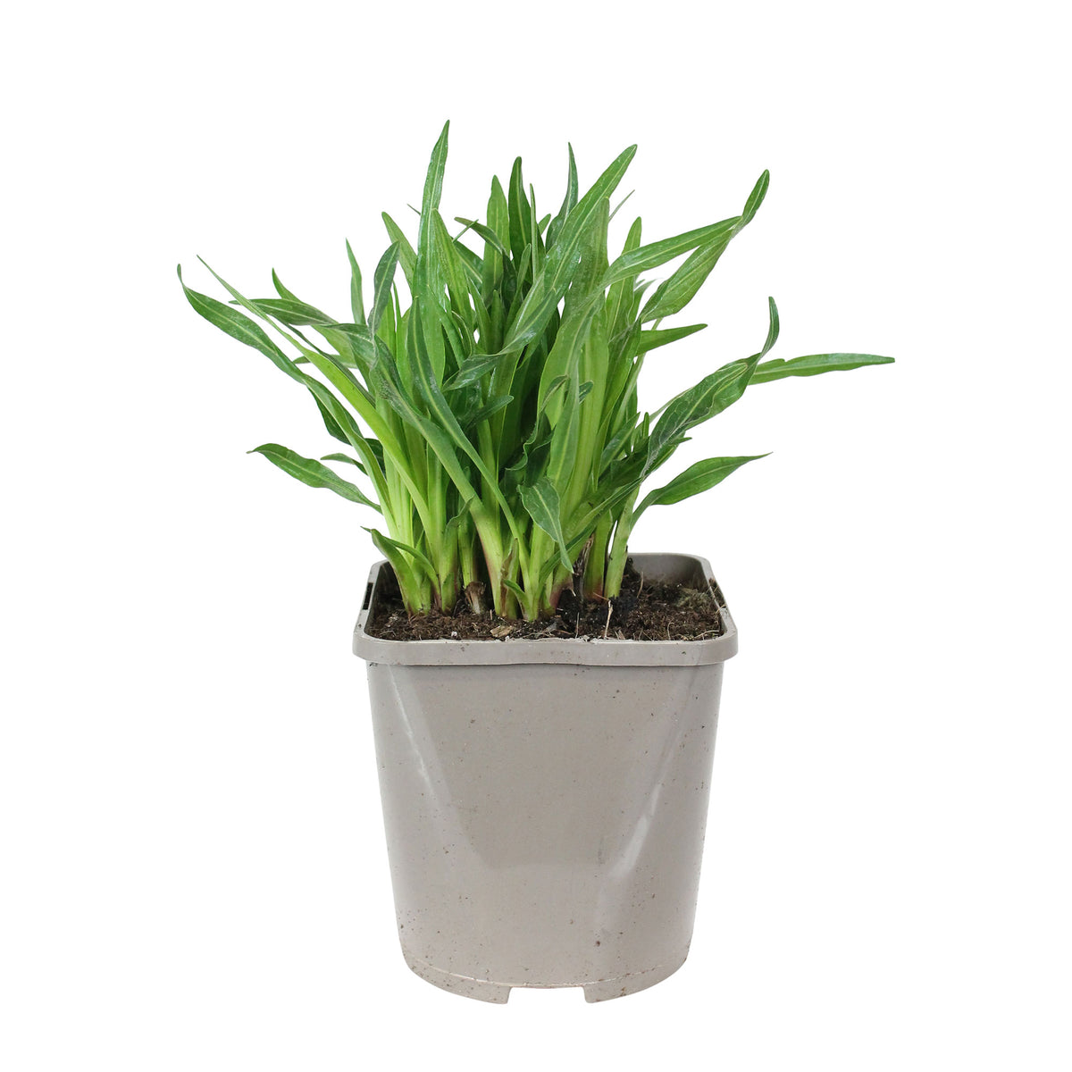 Dense blazing star Liatris spicata 'Kobold' - Organic purple - Hardy plant