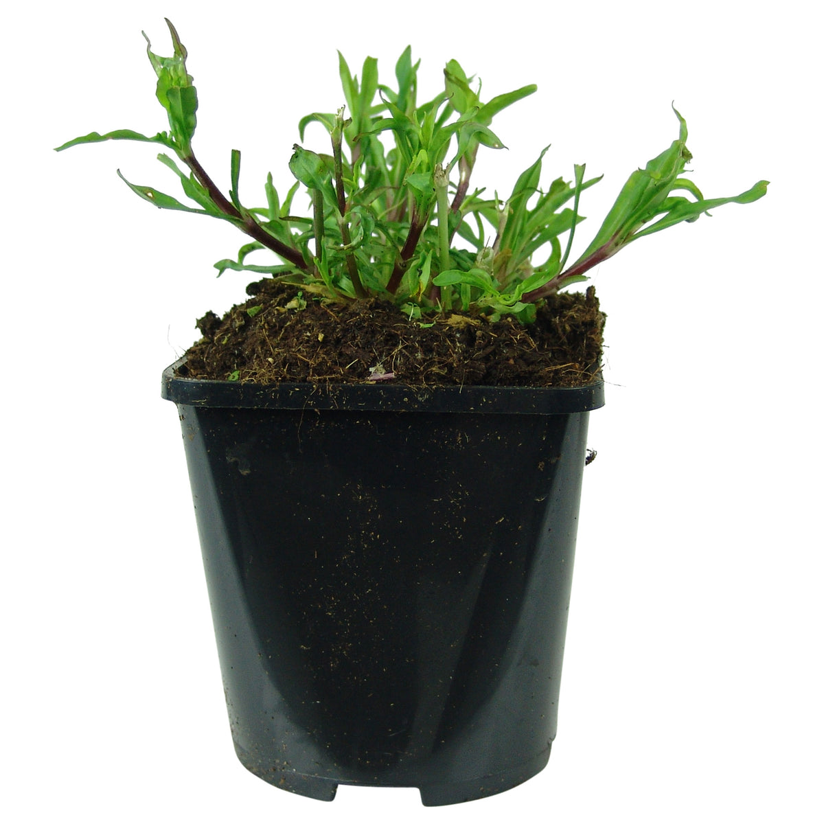 Cuckoo flower Lychnis 'Petite Jenny' - Organic pink - Hardy plant