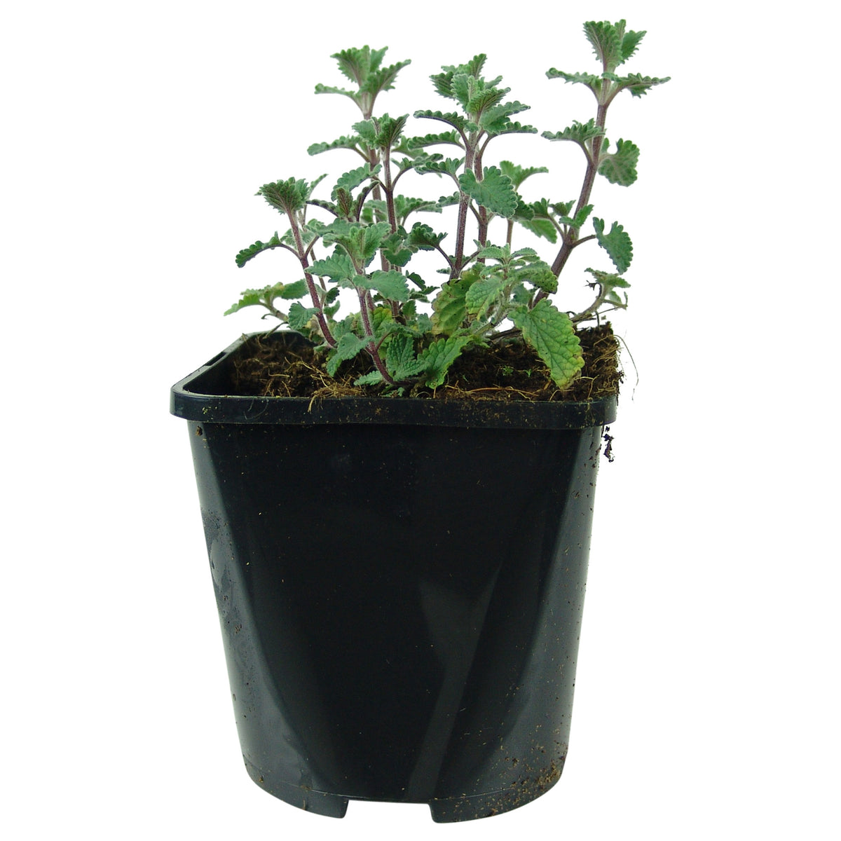 Catmint Nepeta 'Walker's Low' Purple - Bio - Hardy plant