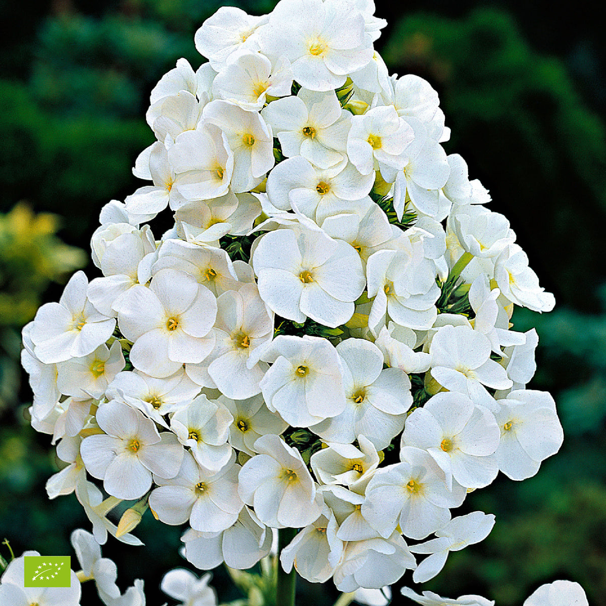 Phlox Phlox 'White Admiral' - Organic white - Hardy plant