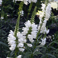 Obedient plant Physostegia virginiana 'Alba' - Organic white - Hardy plant