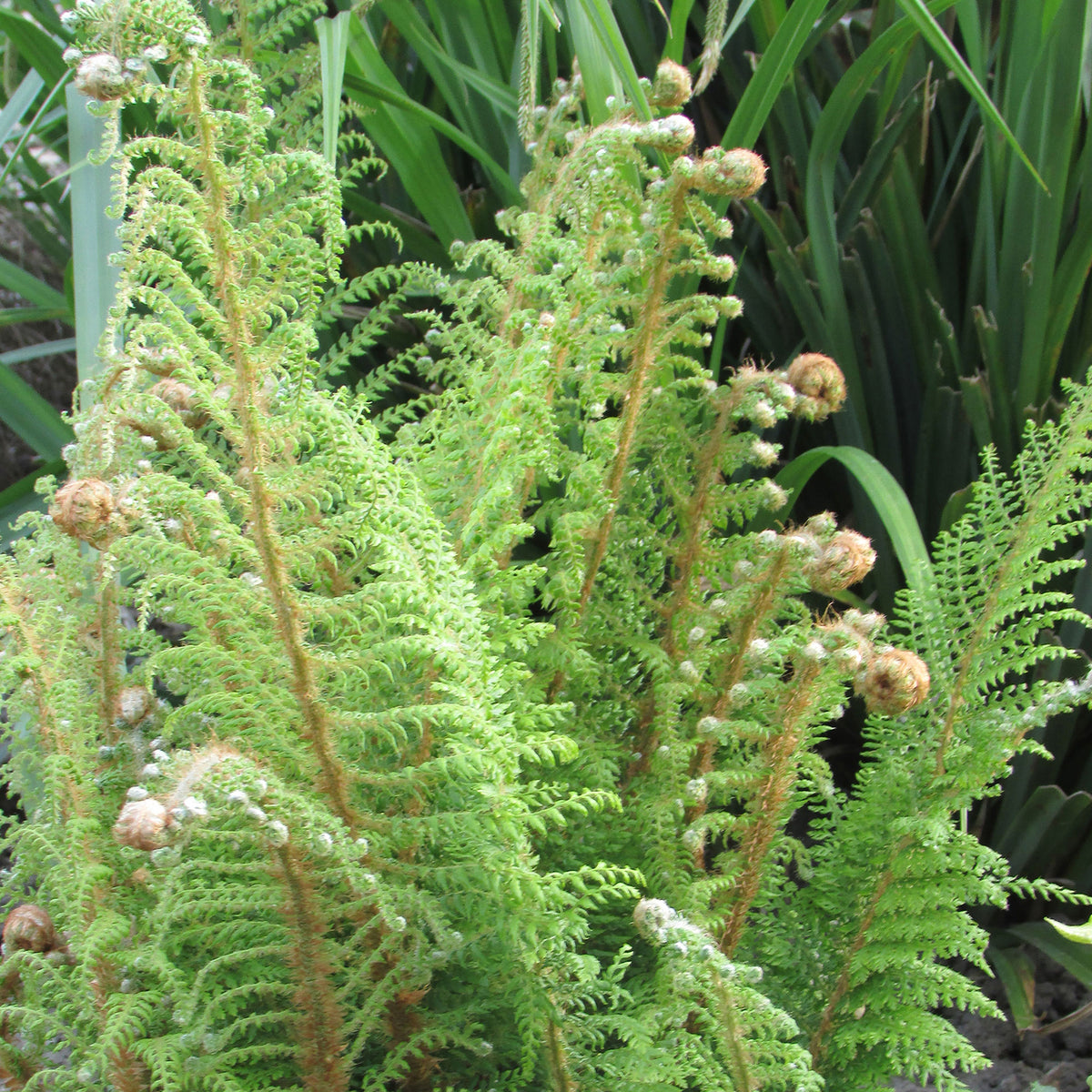 Soft shield fern Polystichum setiferum 'Herrenhausen' Green - Bio - Hardy plant