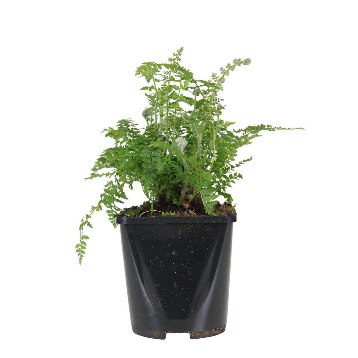 Soft shield fern Polystichum setiferum 'Herrenhausen' Green - Bio - Hardy plant
