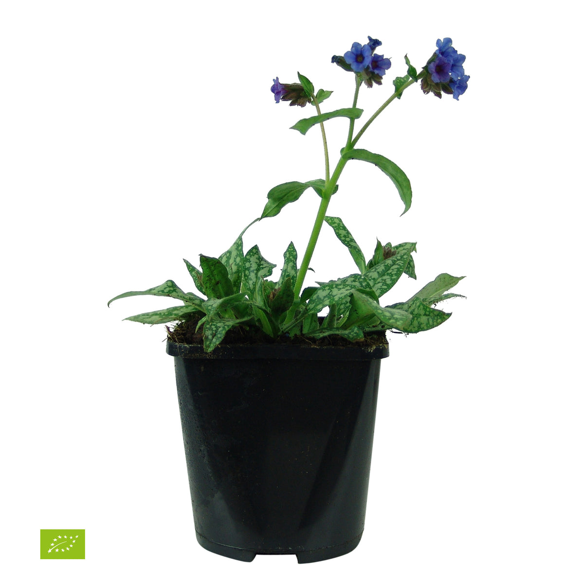 Lungwort Pulmonaria 'Trevi Fountain' Purple - Bio - Hardy plant