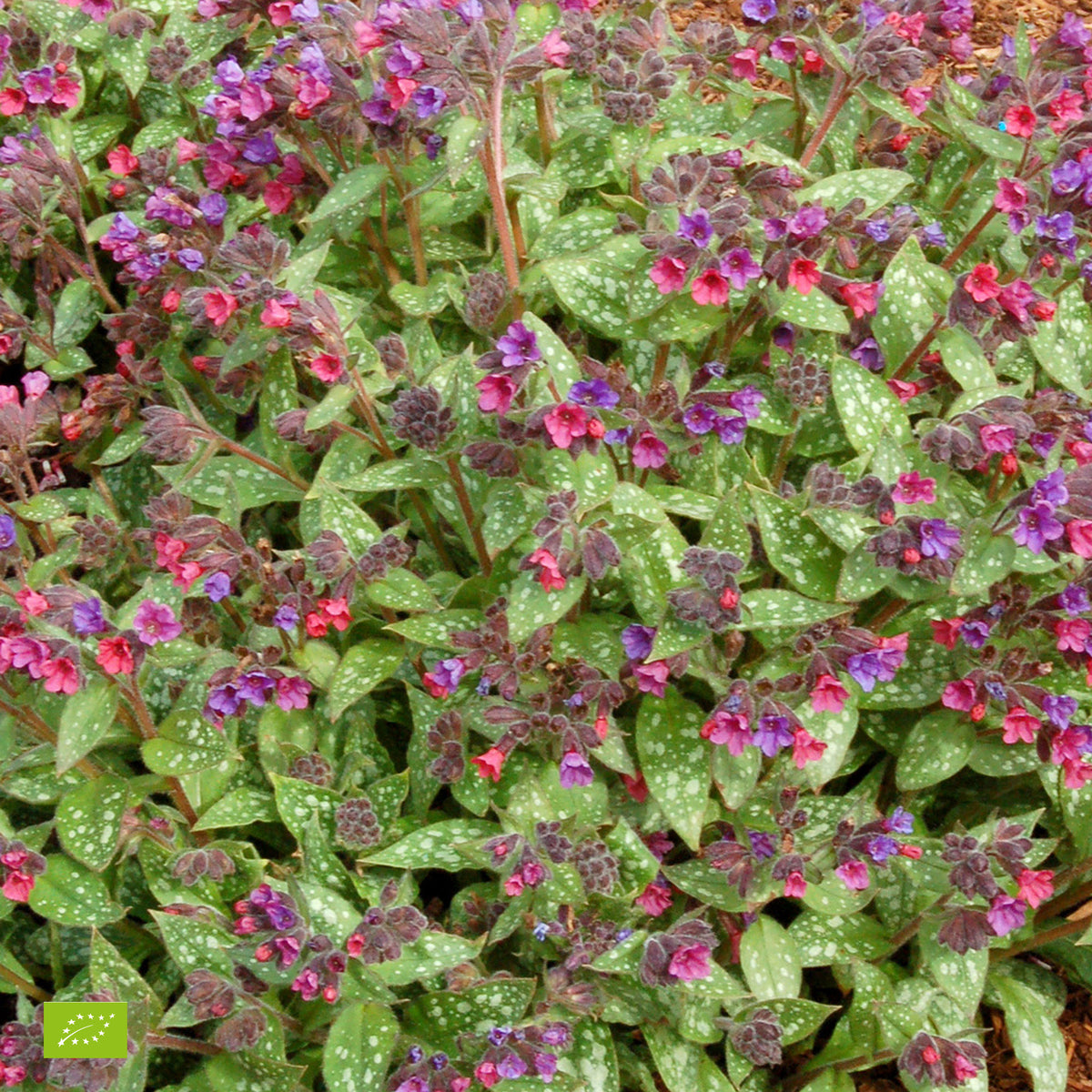 Lungwort Pulmonaria 'Victorian Brooch' Purple - Bio - Hardy plant