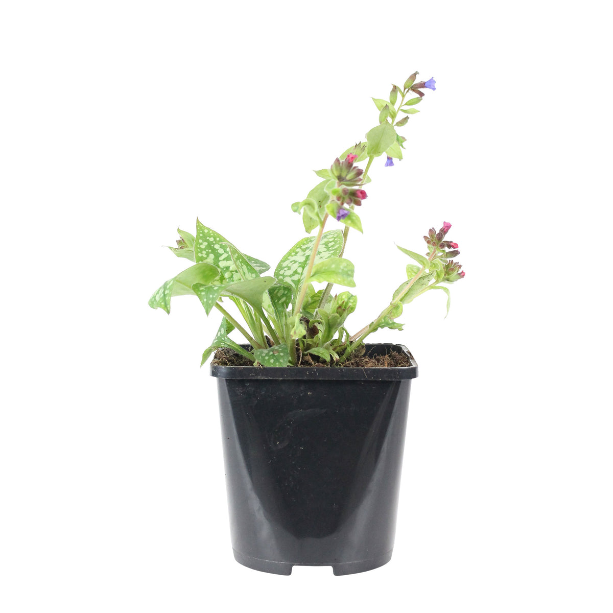 Lungwort Pulmonaria 'Victorian Brooch' Purple - Bio - Hardy plant