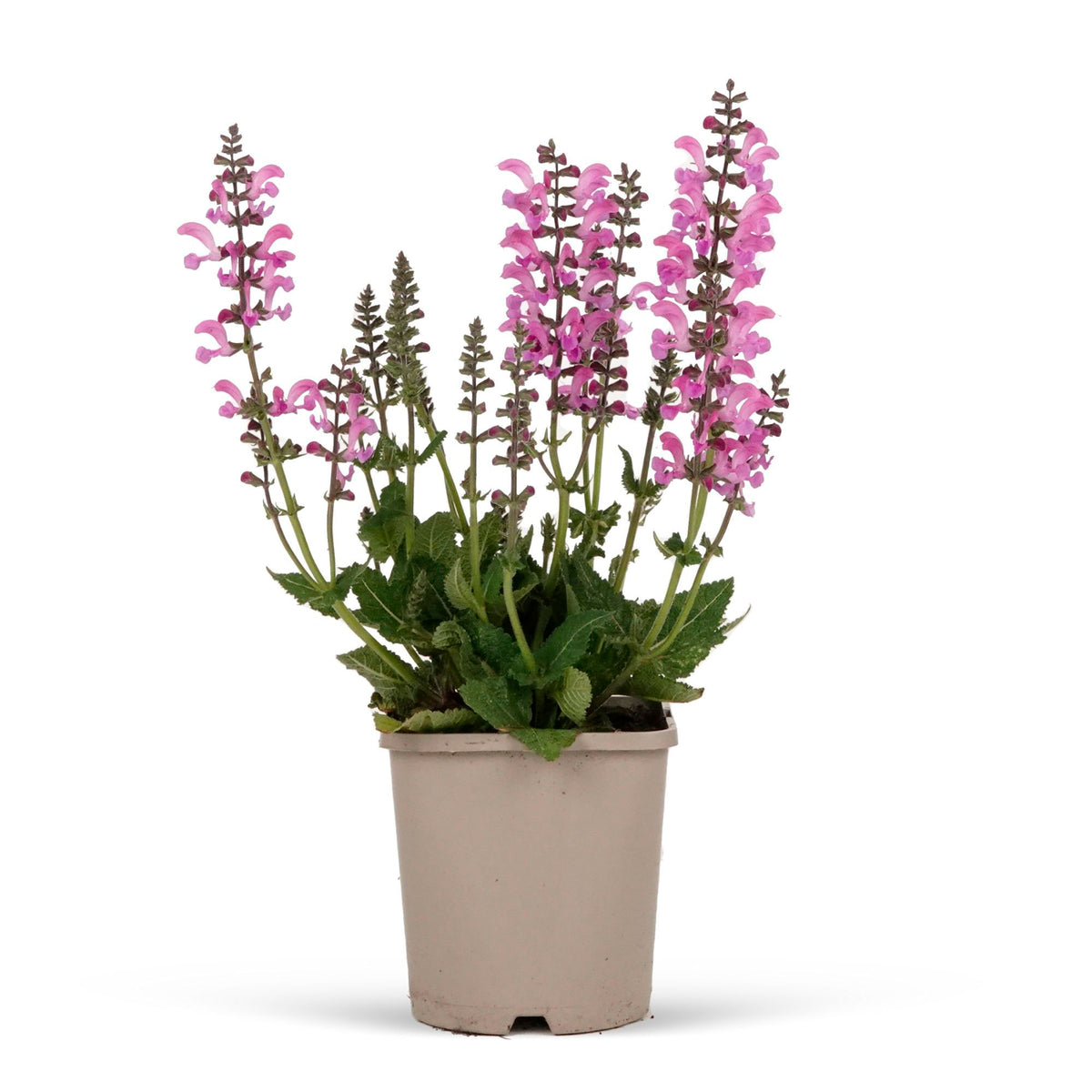 Field sage Salvia 'Pretty in Pink' - Organic pink - Hardy plant