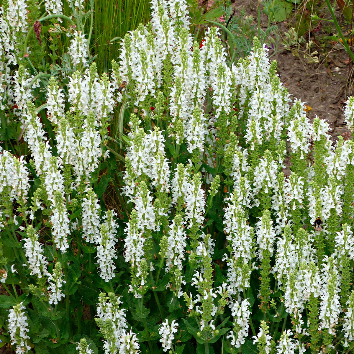Woodland sage Salvia 'Schneehügel' - Organic white - Hardy plant