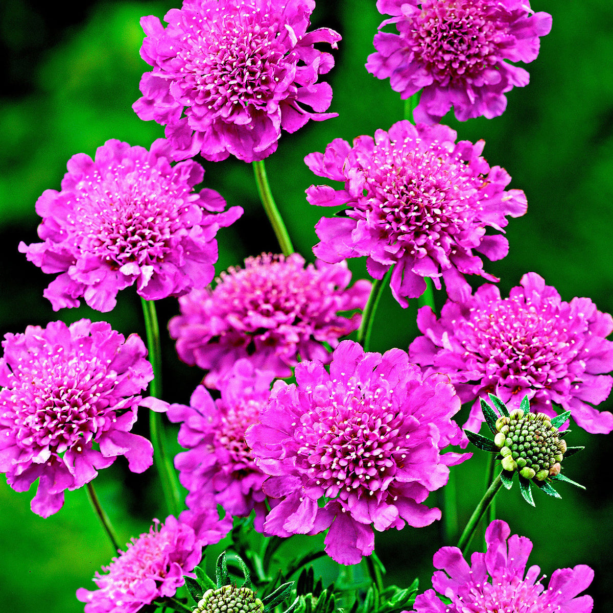 Pincushion flower Scabiosa 'Pink Mist' - Organic pink - Hardy plant