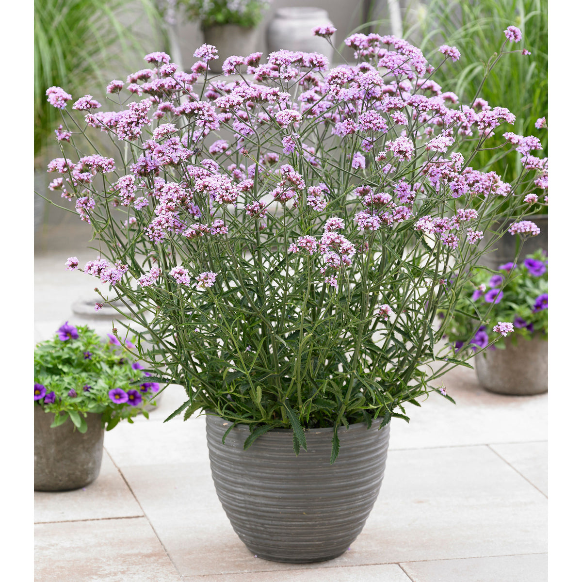 Verbena Verbena 'Lollipop' - Organic purple - Hardy plant