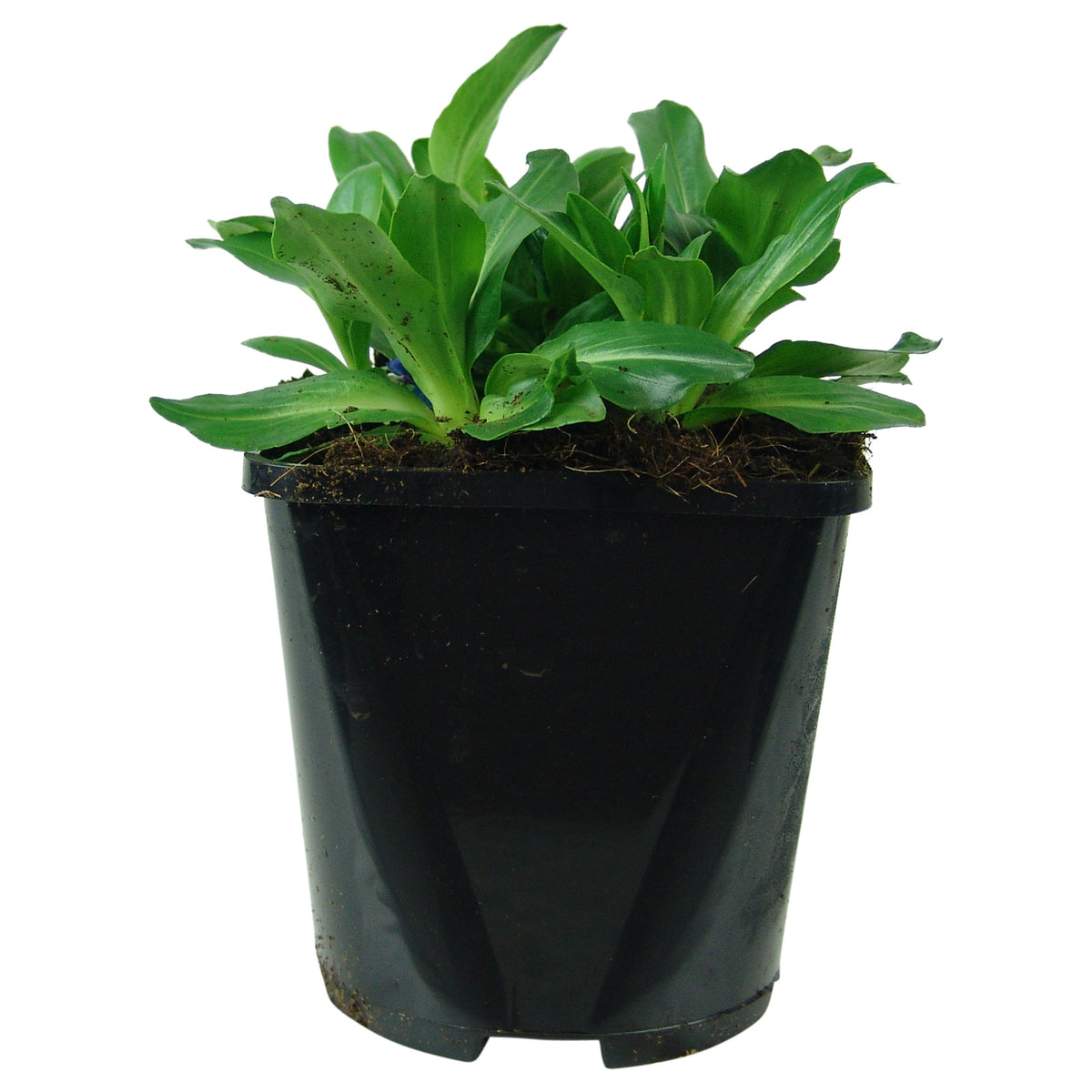 Speedwell Veronica 'Tissington White' - Organic white - Hardy plant