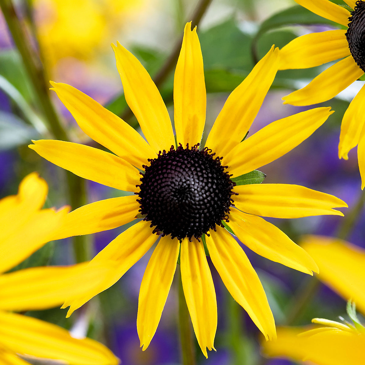 Coneflower Rudbeckia 'Goldsturm' - Organic yellow - Hardy plant