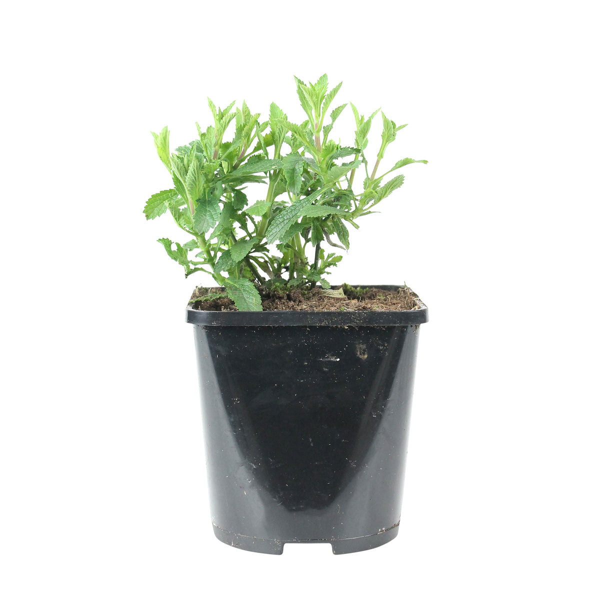 Verbena Verbena 'Lollipop' - Organic purple - Hardy plant