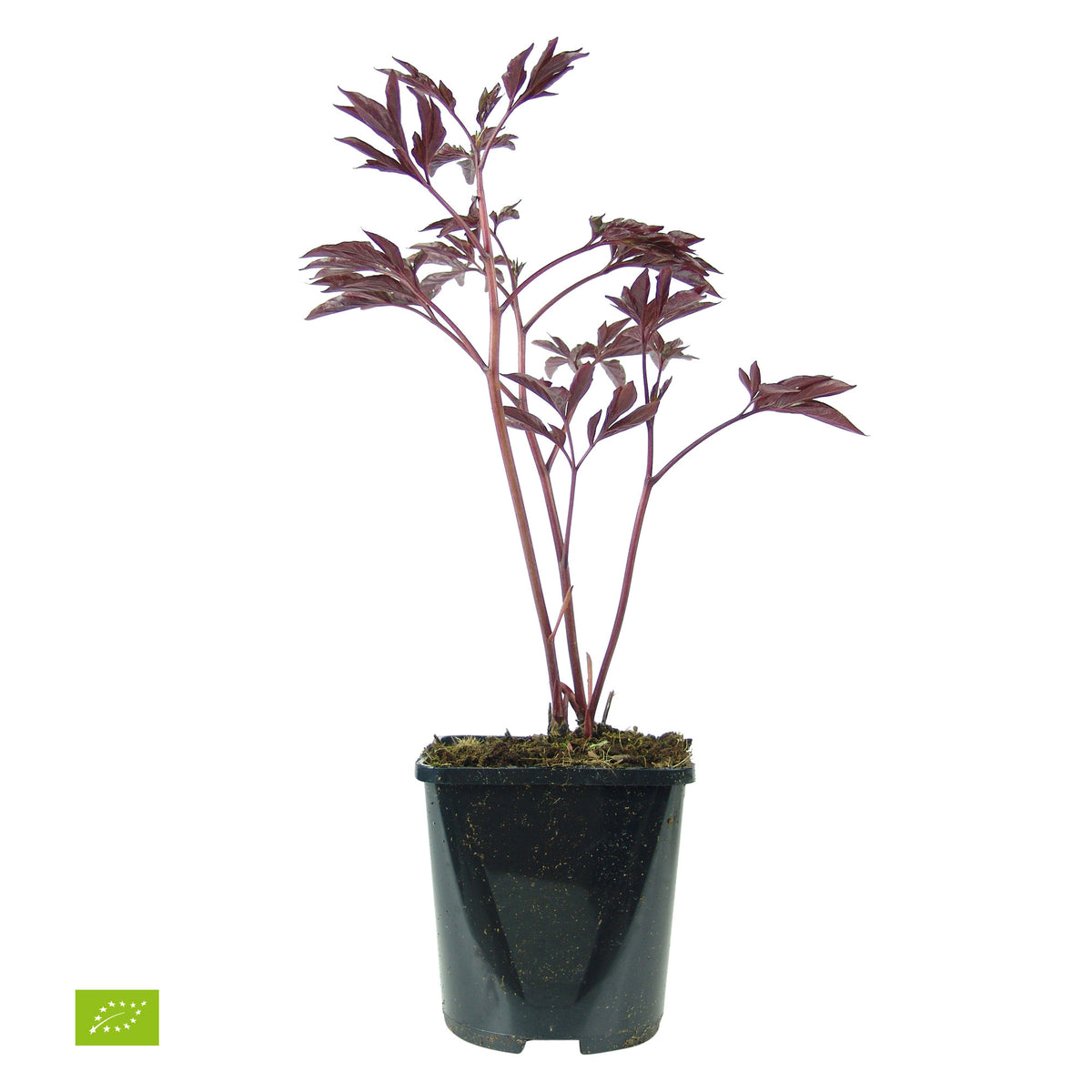 Peony Paeonia 'Alexander Fleming' - Organic pink - Hardy plant