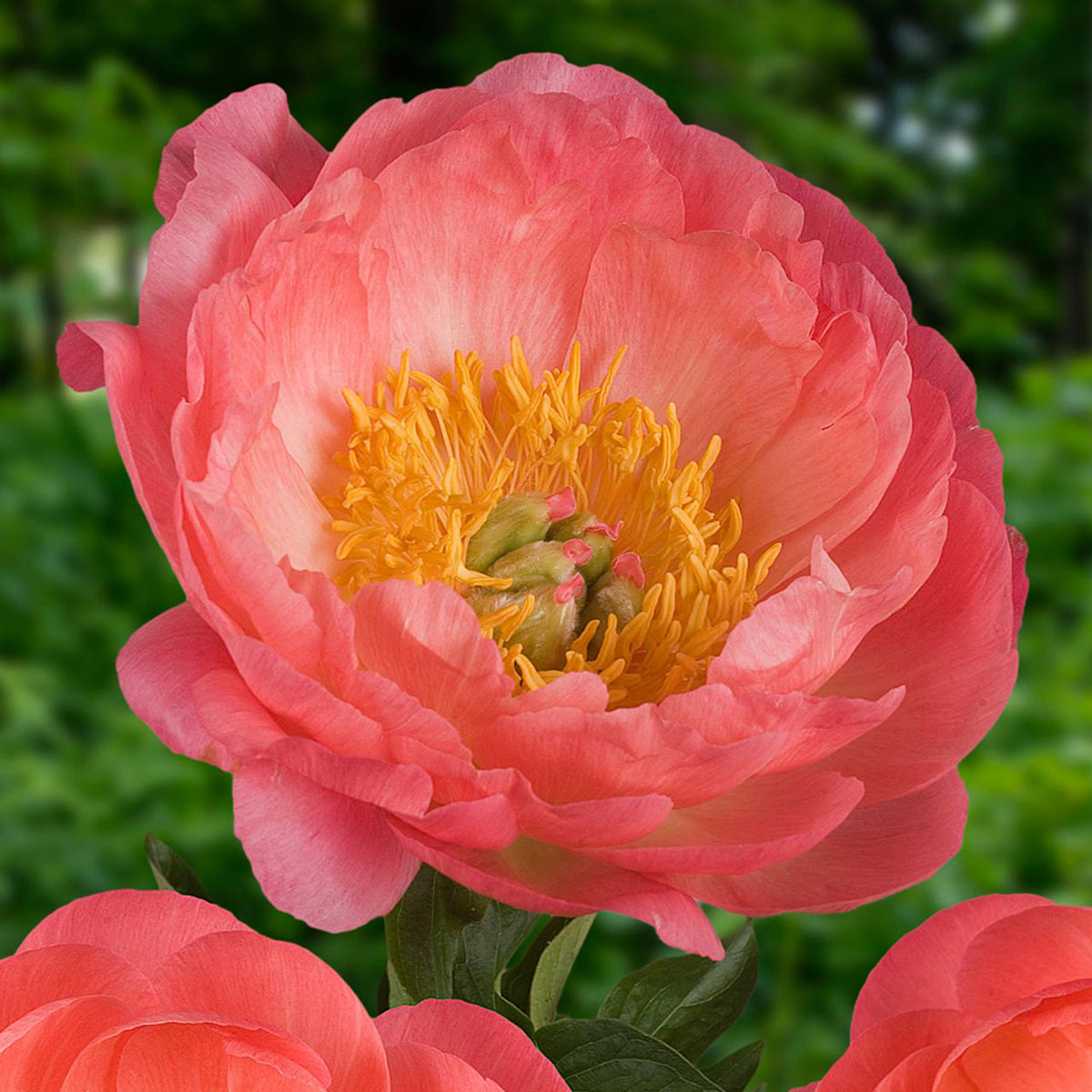 Peony Rose Paeonia 'Coral Sunset' - Organic salmon pink - Hardy plant