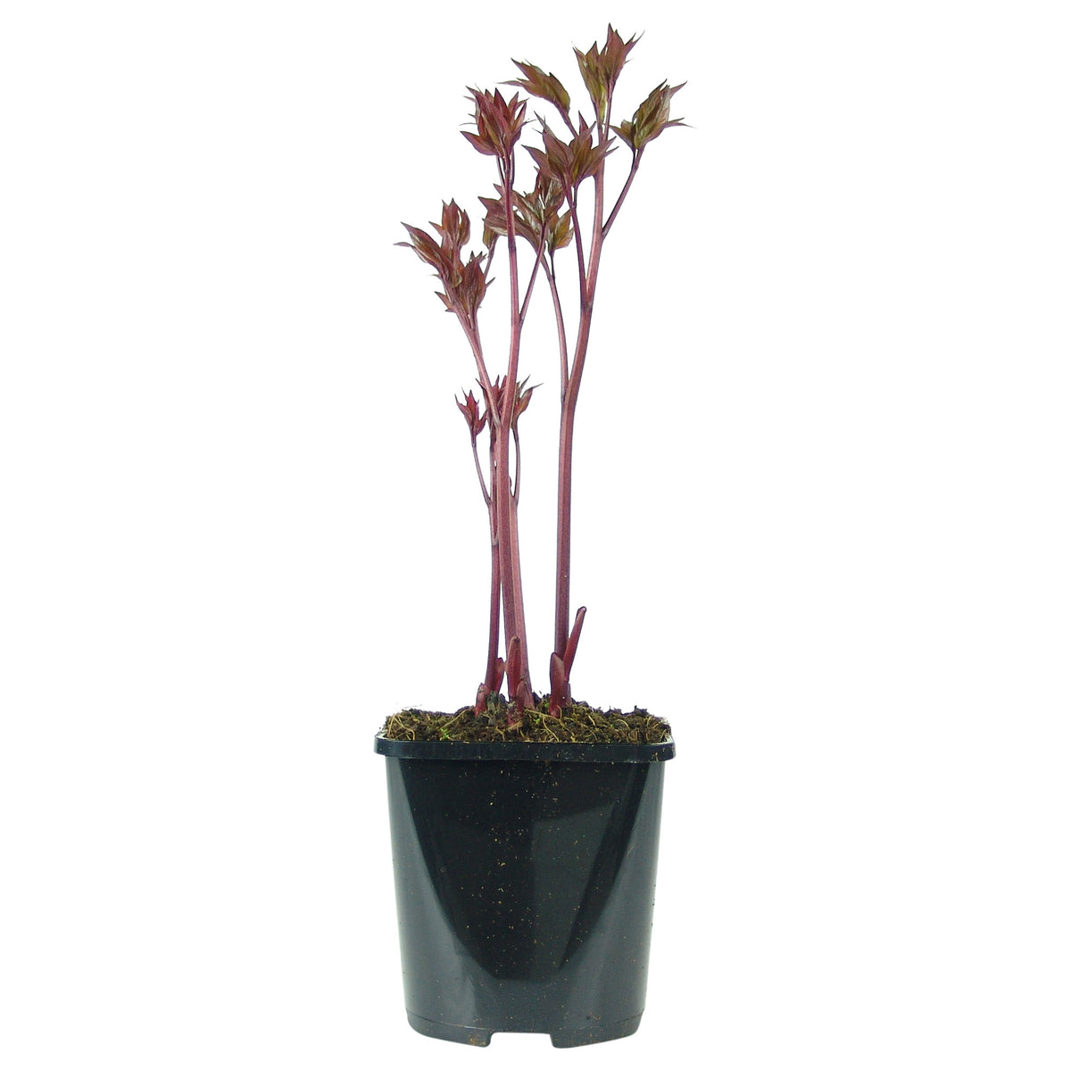 Peony Rose Paeonia 'Coral Sunset' - Organic salmon pink - Hardy plant