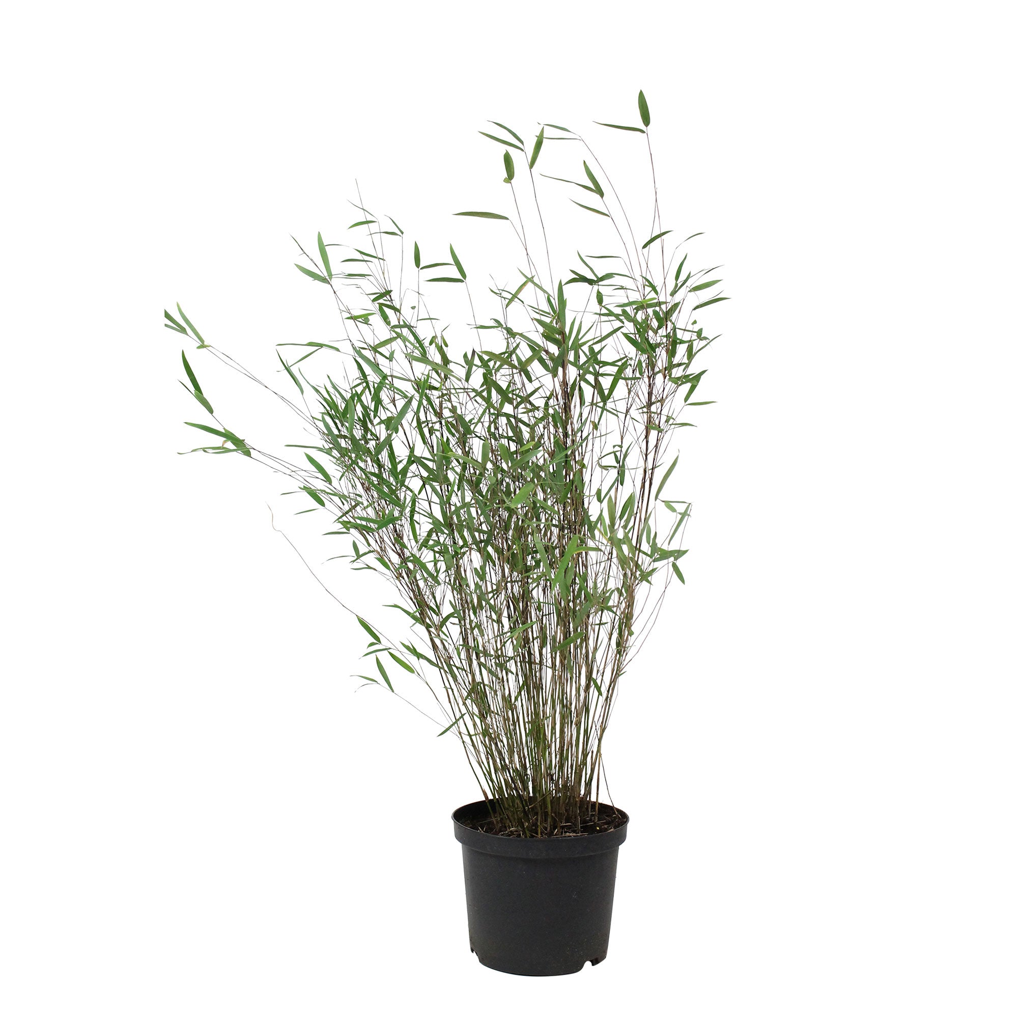 Buy hardy perennial Bamboo Fargesia 'Deep Purple' red - Hardy plant