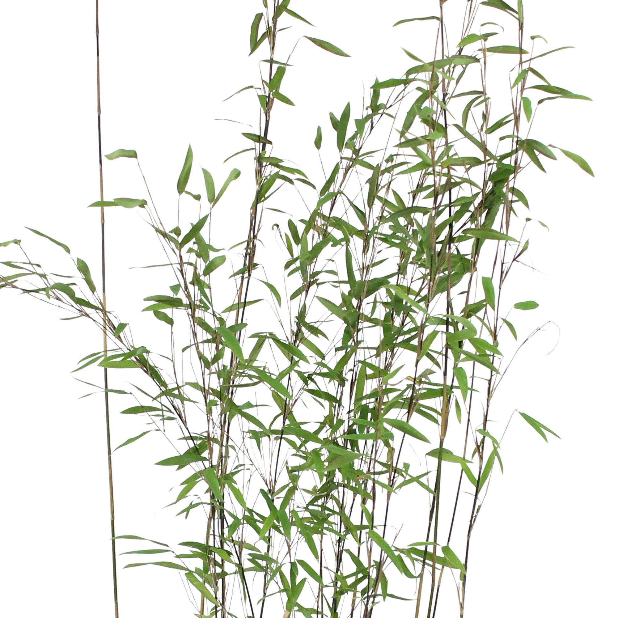 Buy hardy perennial Bamboo Fargesia 'Volcano' - Hardy plant