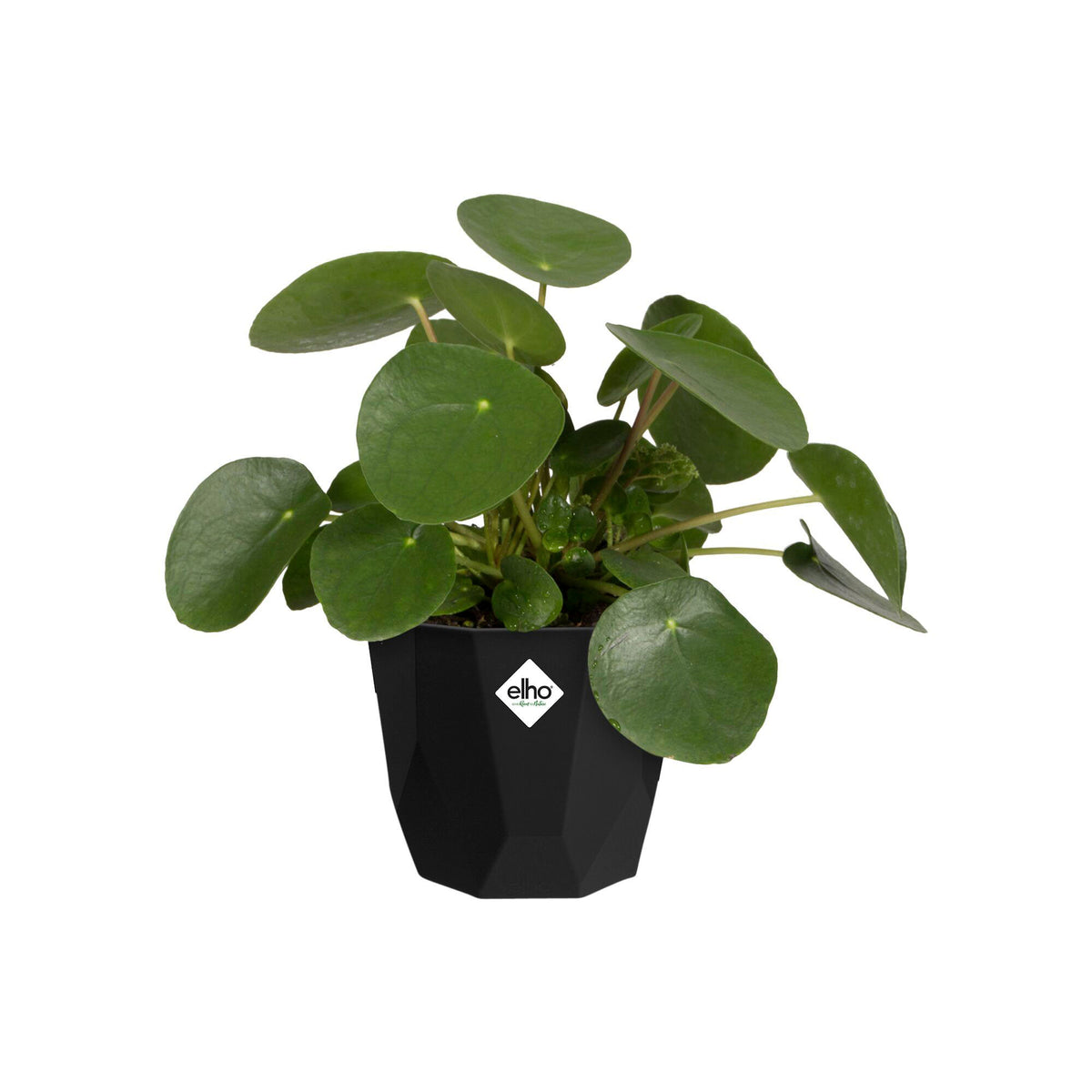 Elho Flower pot B.for rock round black - Indoor pot