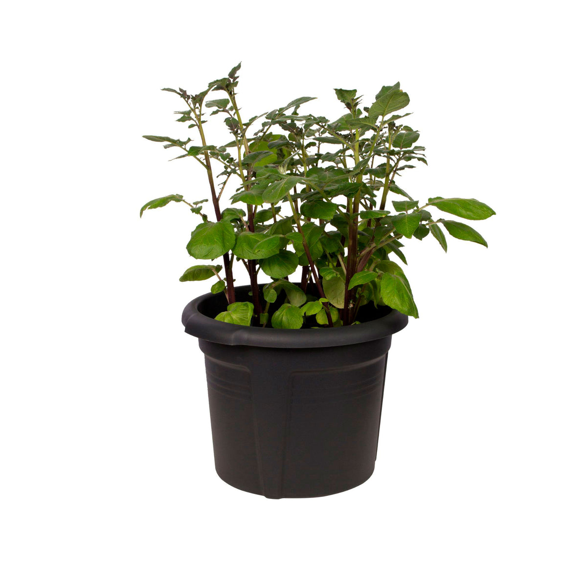 Elho Potato pot Green basics round black - Indoor and outdoor pot