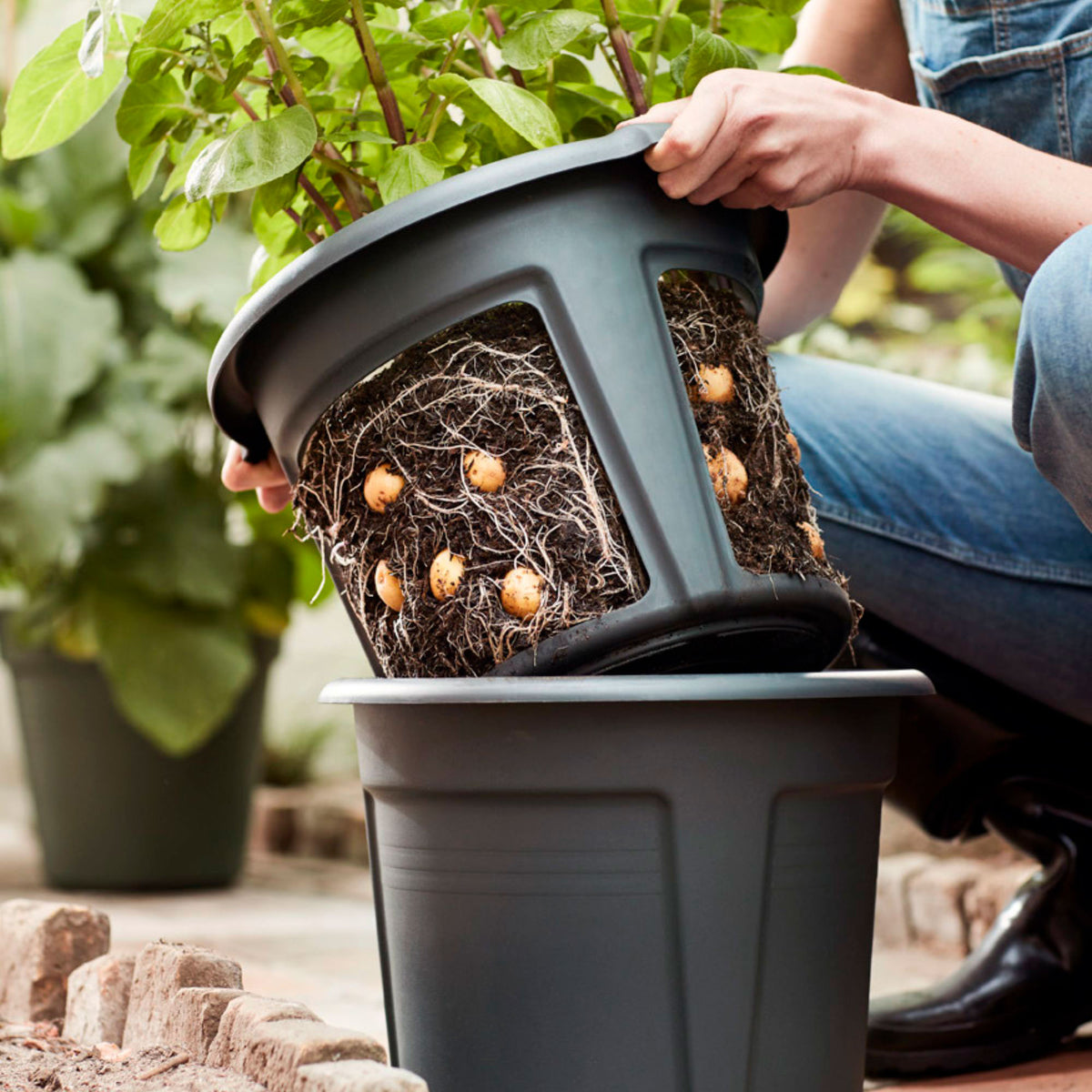 Elho Potato pot Green basics round black - Indoor and outdoor pot