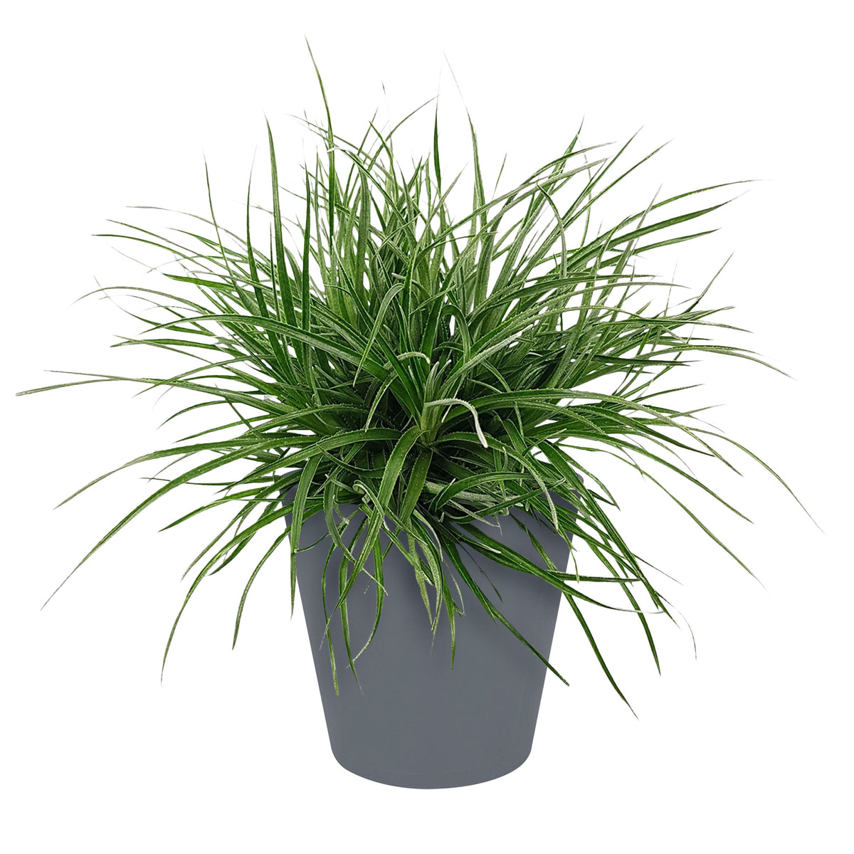 Bromelia Fascicularia 'Bicolor' Red-Purple incl. decorative pot - Hardy plant