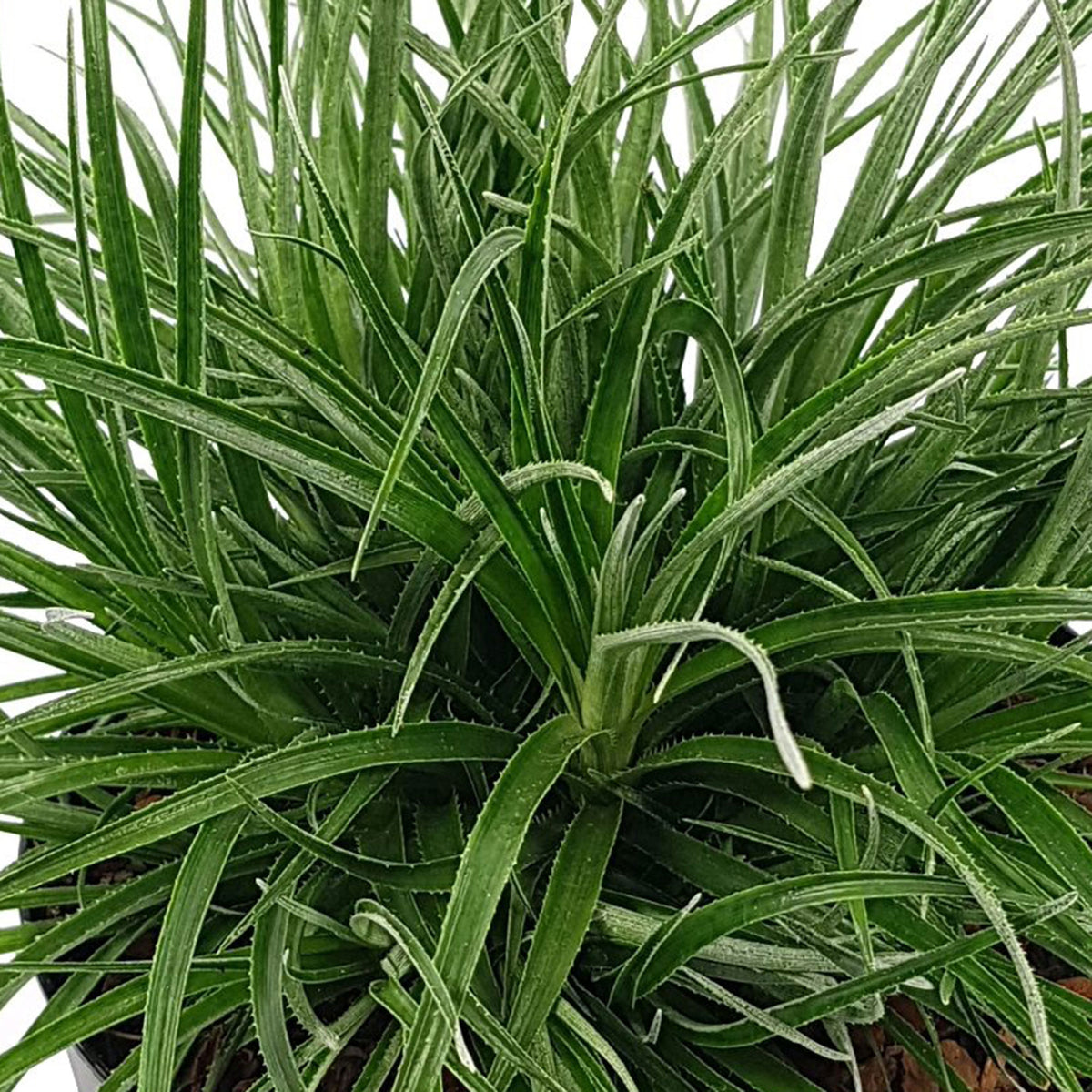 Bromelia Fascicularia 'Bicolor' Red-Purple incl. decorative pot - Hardy plant