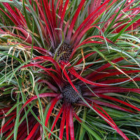 Bromelia  Fascicularia 'Bicolor' Red-Purple incl. decorative pot - Hardy plant