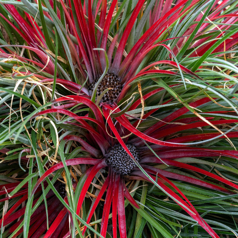 Bromelia Fascicularia 'Bicolor' Red-Purple incl. decorative pot - Hardy plant