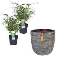 2 Bamboo Fargesia rufa incl. Capi decorative pot, anthracite - Hardy plant