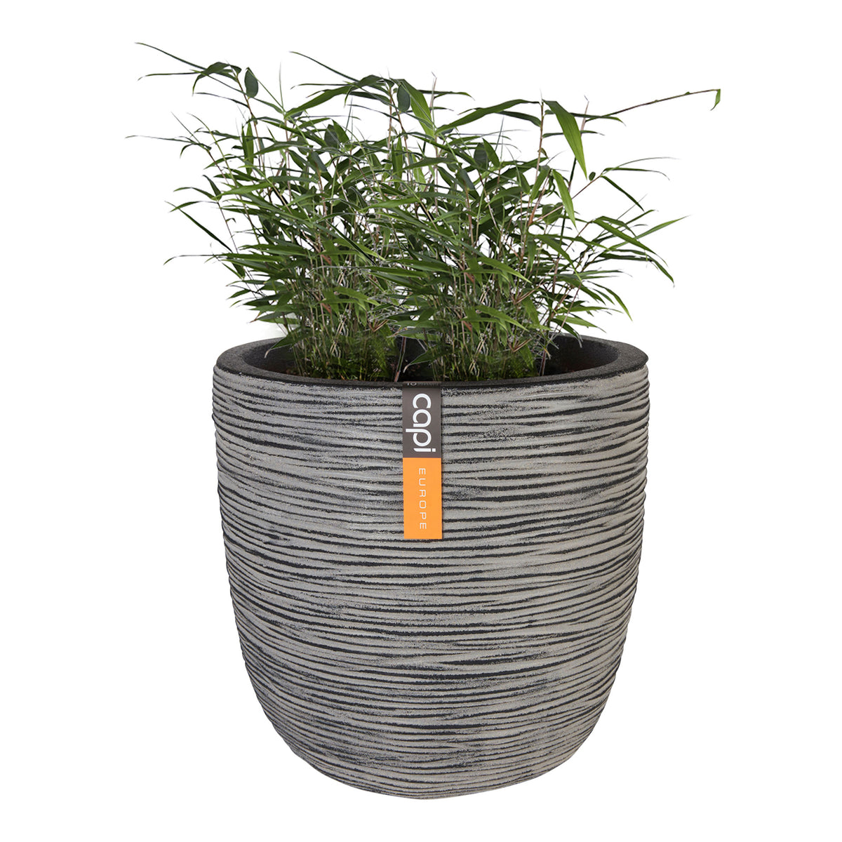 2 Bamboo Fargesia rufa incl. Capi decorative pot, anthracite - Hardy plant