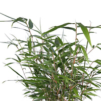 2 Bamboo Fargesia rufa incl. Capi decorative pot, anthracite - Hardy plant