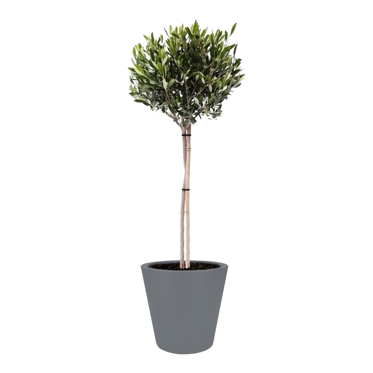 Olive tree Olea europeana including Elho decorative pot
