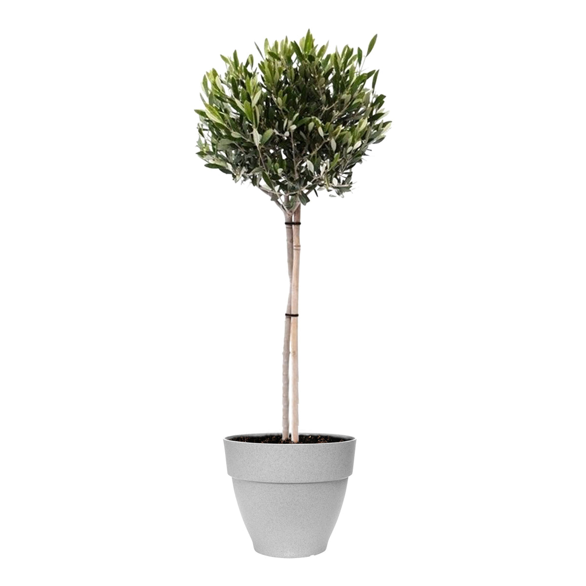 Olive tree Olea europeana including Elho decorative pot, grey